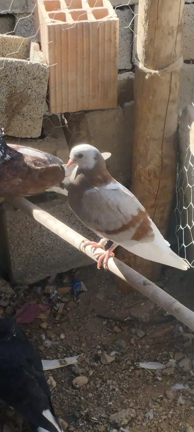 کبوترپرشی|پرنده|انبارآلوم, |دیوار