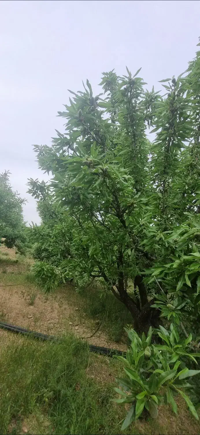 باغ بادام ۵۰۰متری و ۱۰۰۰متری|فروش دفتر صنعتی، کشاورزی، تجاری|سامان, |دیوار