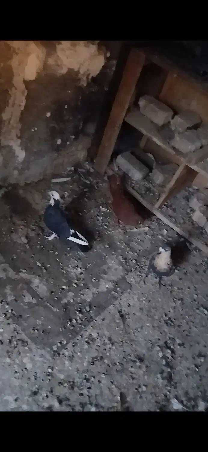 کفتر|پرنده|شیراز, شهرک کوشکک|دیوار