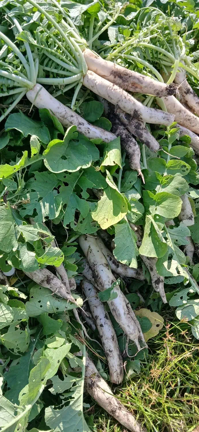 ترب سفید محلی|خوردنی و آشامیدنی|زرگرشهر, |دیوار