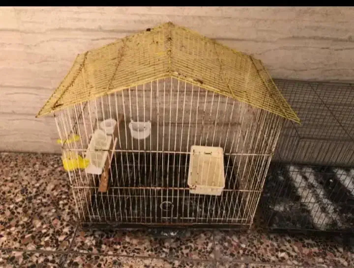 قفس پرنده|لوازم جانبی حیوانات|میناب, |دیوار