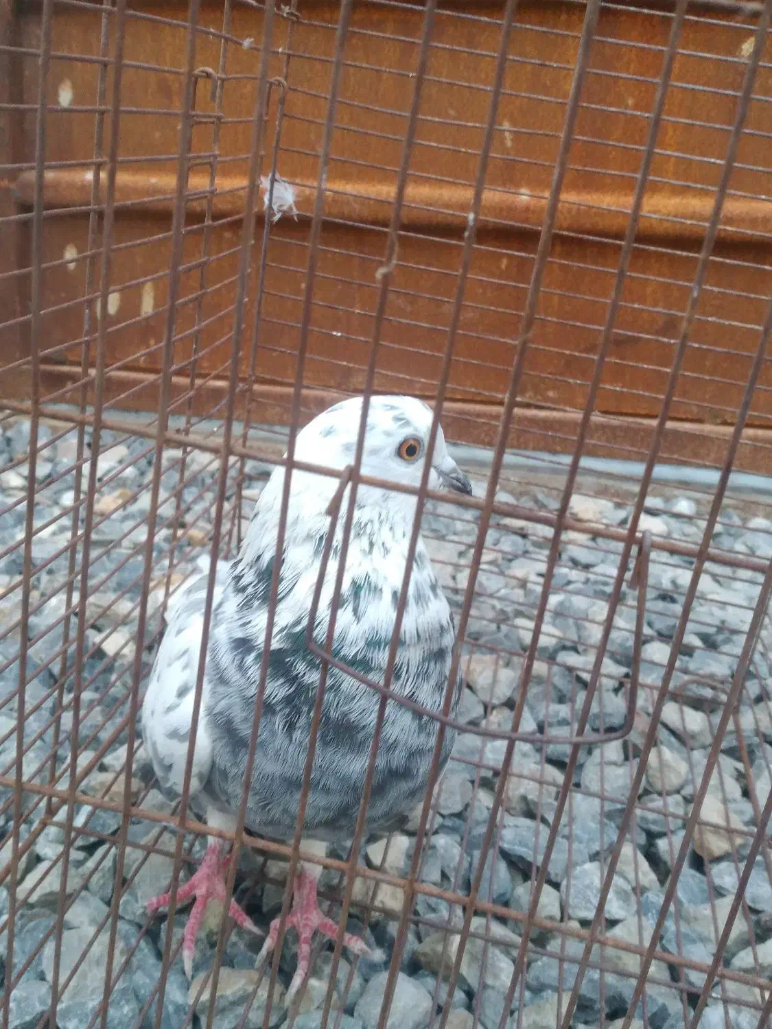 ی کبوتر غریب نشون دار|پرنده|بابل, |دیوار