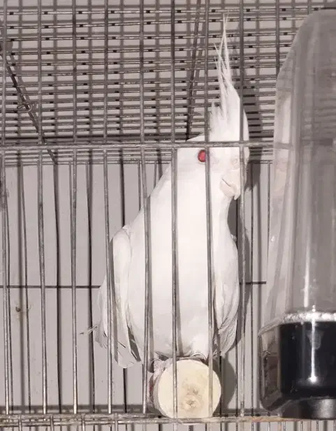 عروس هلندی البینو نر|پرنده|زاهدان, |دیوار