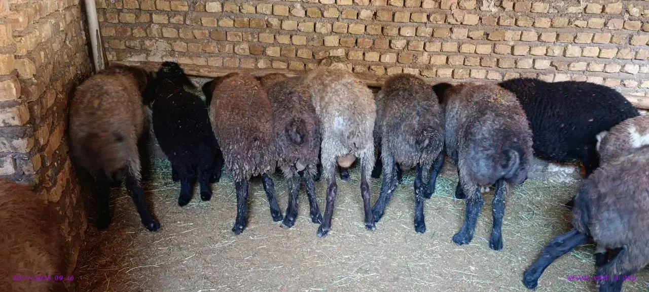 9راس بره نر 35کیلو|حیوانات مزرعه|قزوین, |دیوار