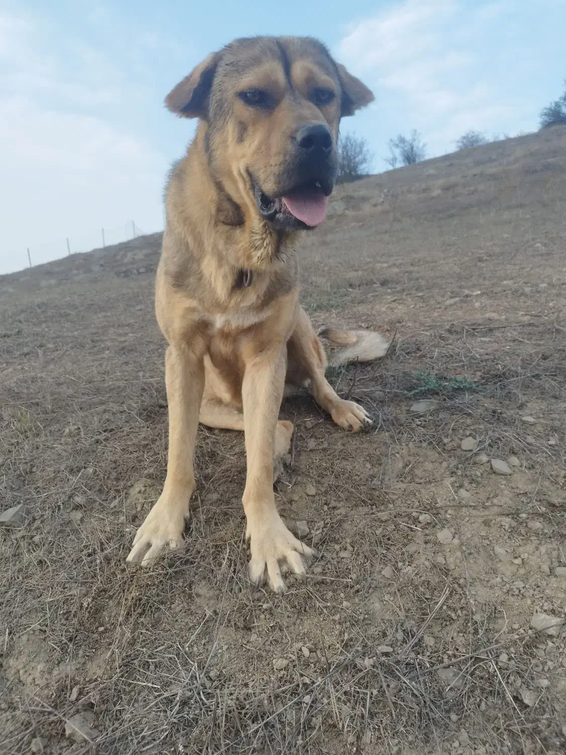 سگ میکس سراب ،پژدر،خالص ۱۳ماه|سگ|رحیم‌آباد, |دیوار