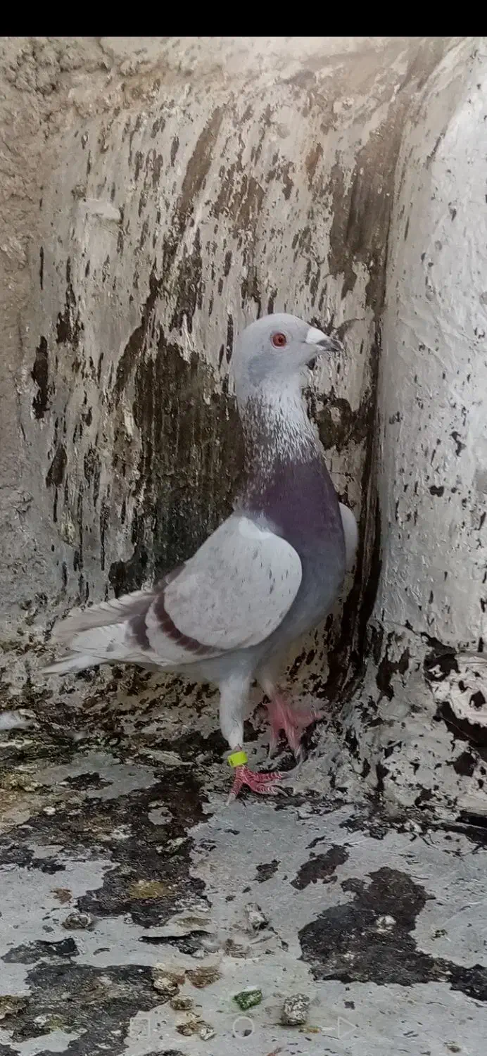 قوره ای نر|پرنده|شیراز, مسلم|دیوار