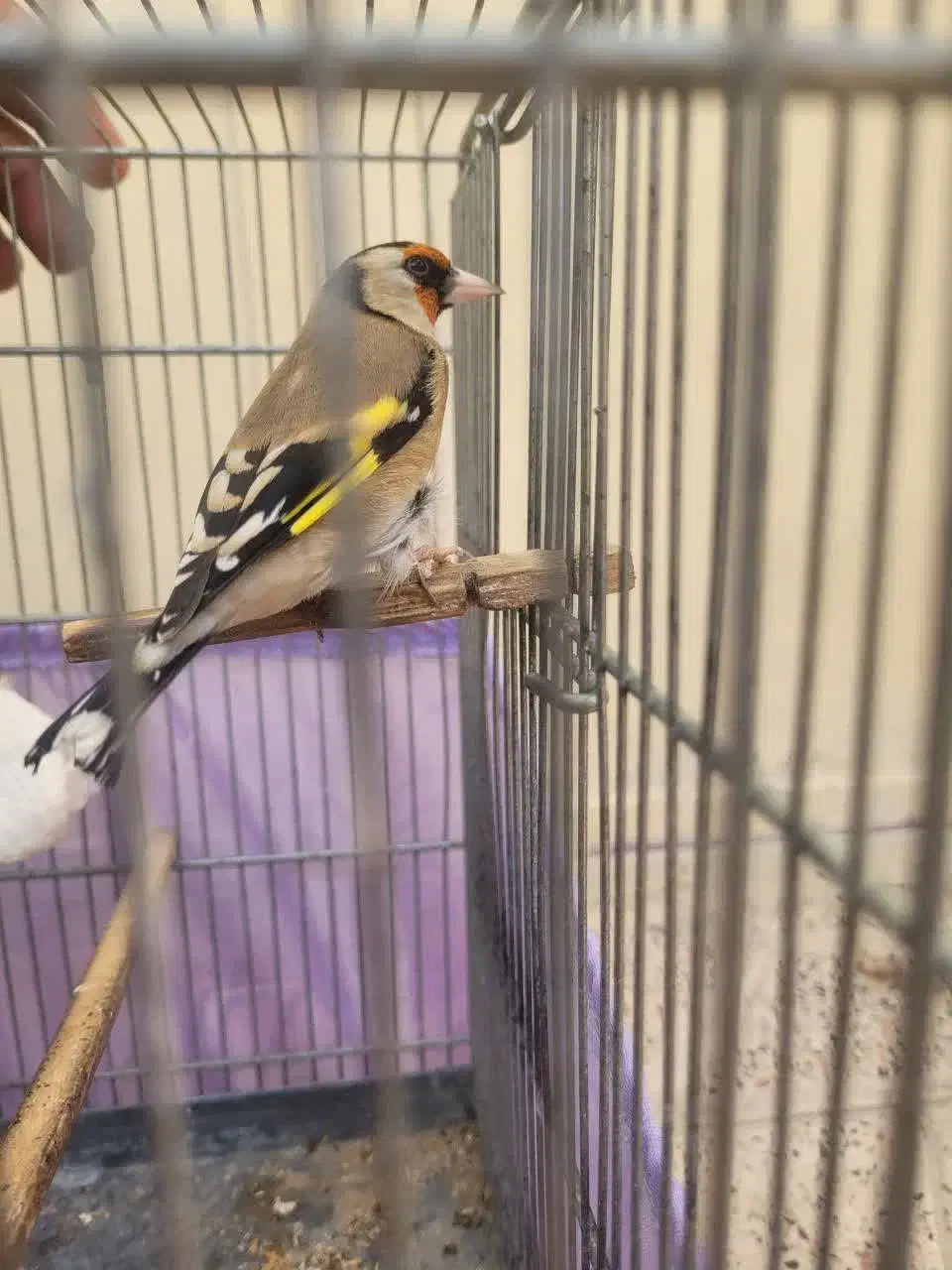 سهره ماده داغ سر|پرنده|قلعه نو, |دیوار