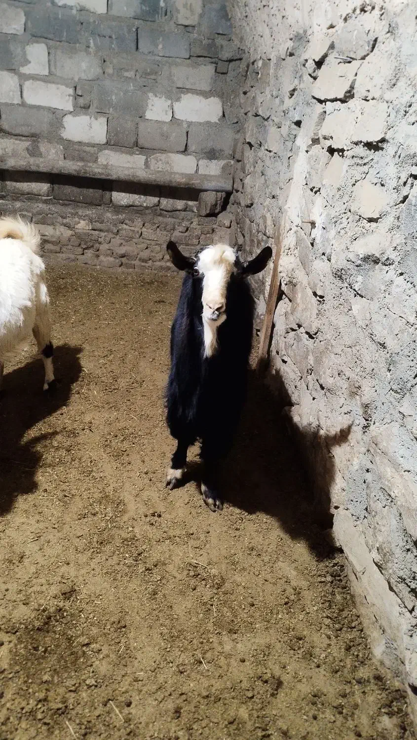 بز نر|حیوانات مزرعه|بهار, |دیوار