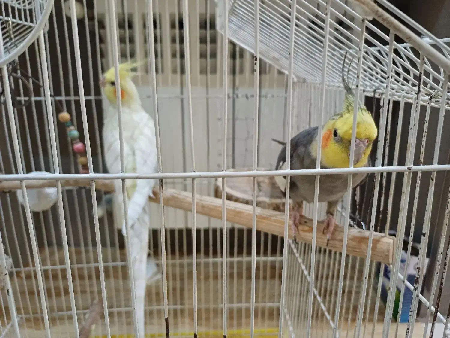 عروس هلندی جفت مولد|پرنده|تهران, توحید|دیوار