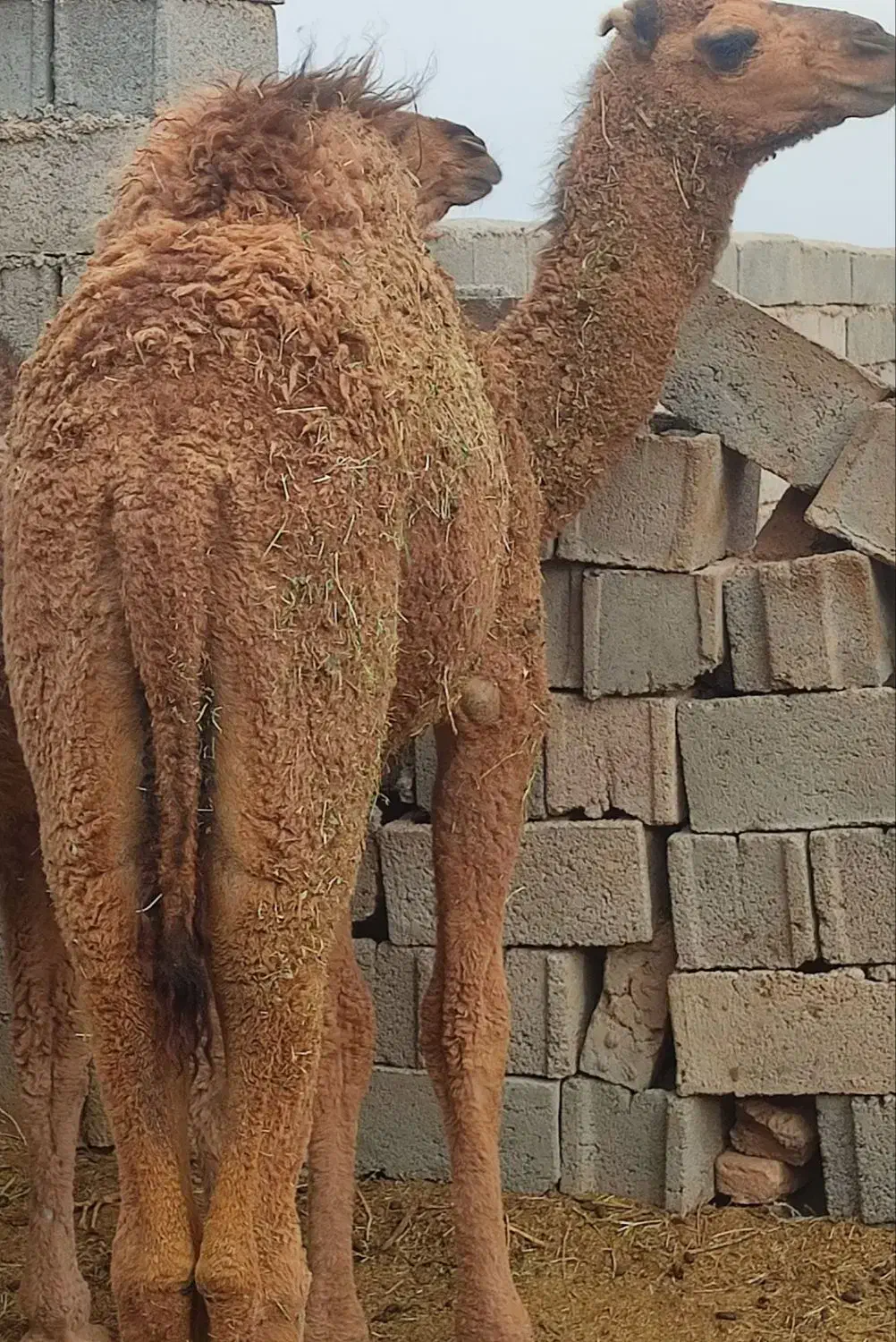 شتر ،هاشی|حیوانات مزرعه|زیرکوه, |دیوار