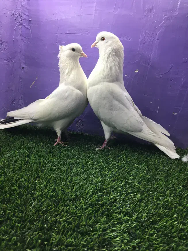 کبوتر|پرنده|تهران, خلیج فارس|دیوار