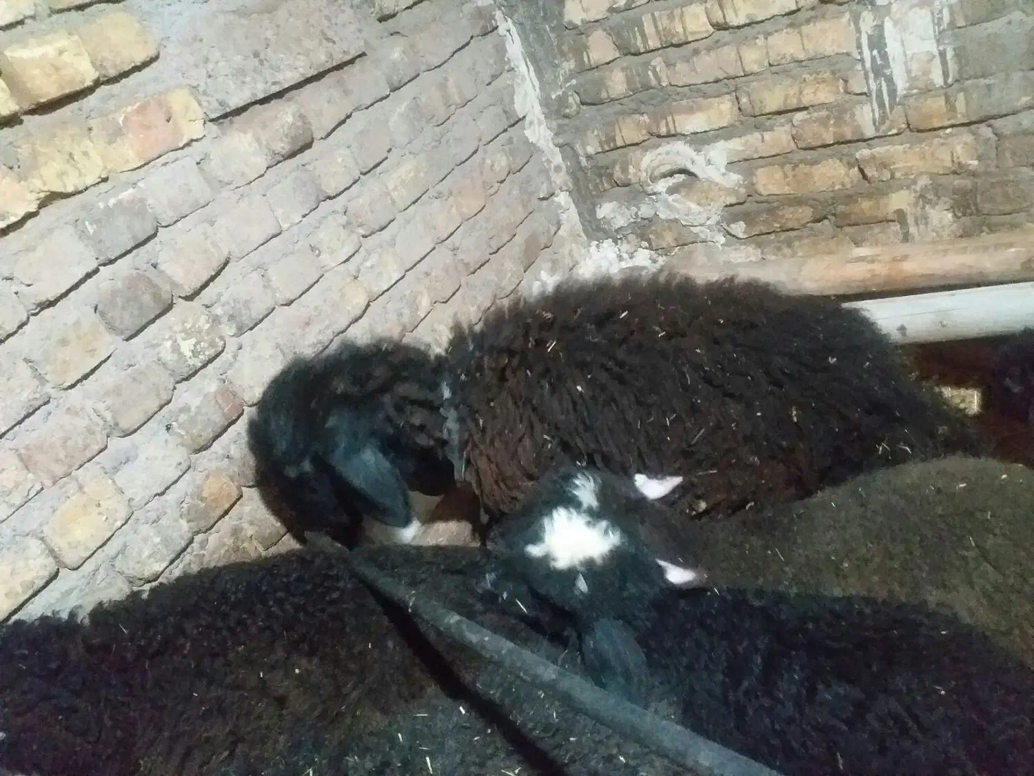 گوسفند|حیوانات مزرعه|قزوین, |دیوار