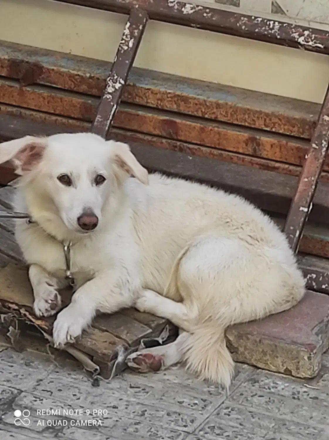 سگ پاکوتاه|سگ|گرگان, |دیوار