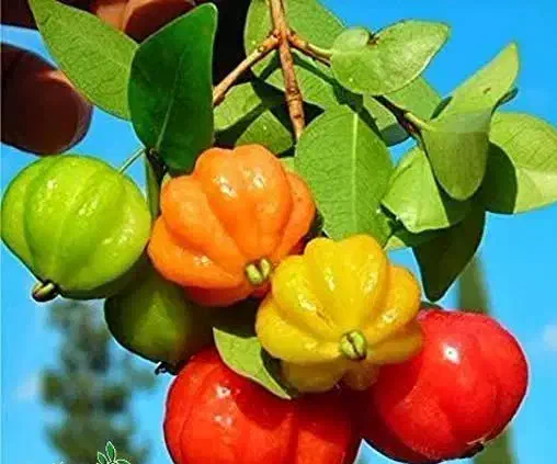 پیشفروش نهال گیلاس سورینام یکساله لیبل دار|خدمات باغبانی و درختکاری|سیرجان, |دیوار