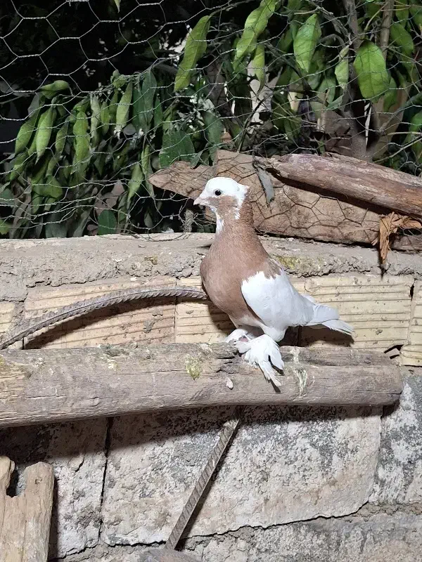 تعدادطوقی زات قدیم|پرنده|شیراز, میرزاکوچک خان|دیوار