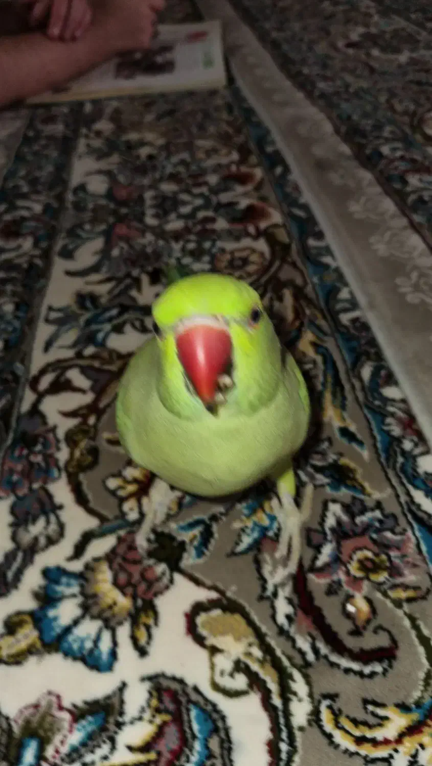 گمشده|حیوانات|اردبیل, |دیوار