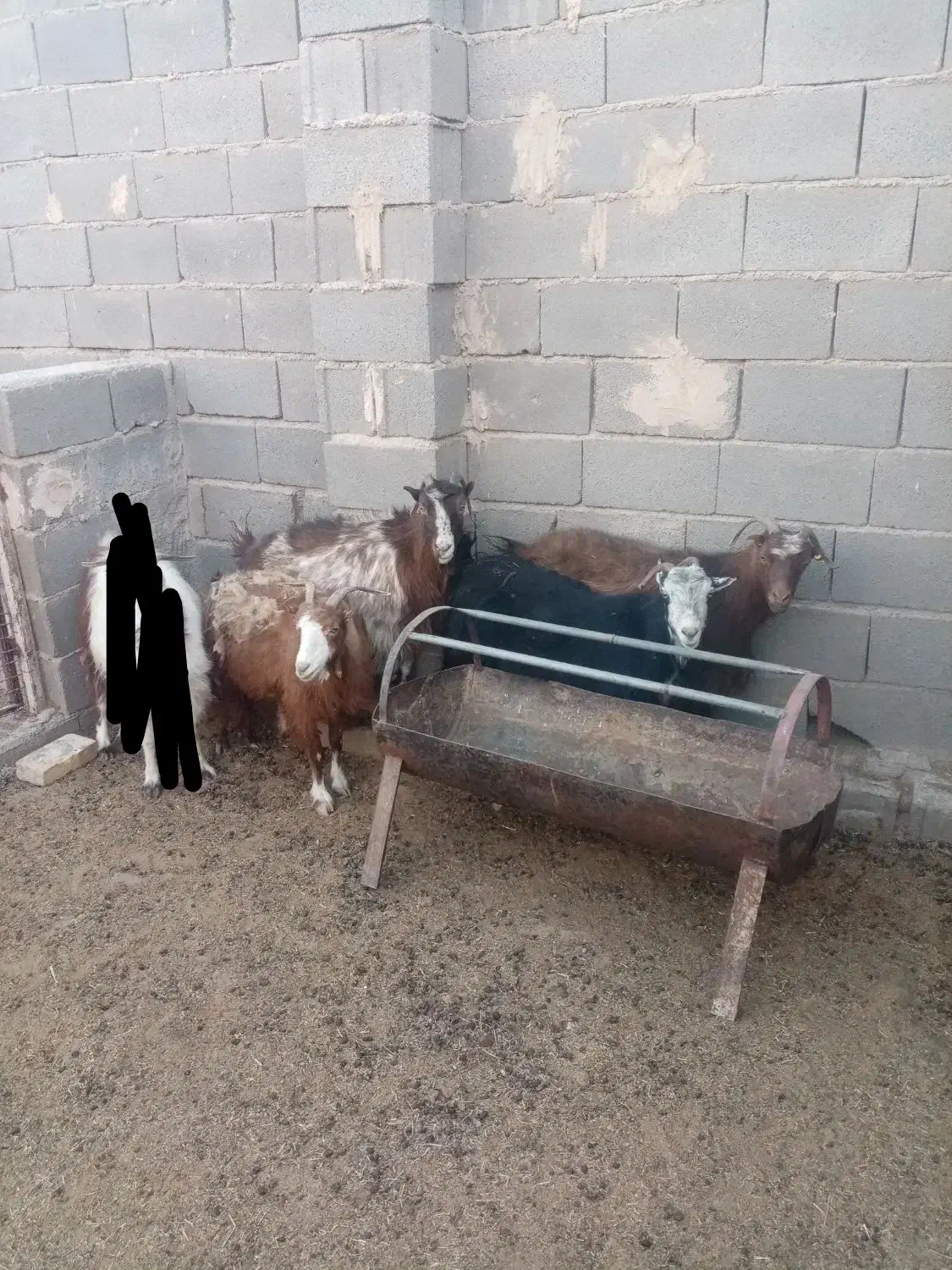 بز بومی|حیوانات مزرعه|میبد, |دیوار