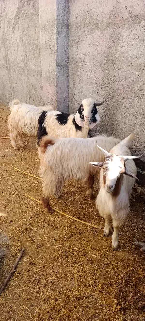 بزغاله|حیوانات مزرعه|آبدانان, |دیوار