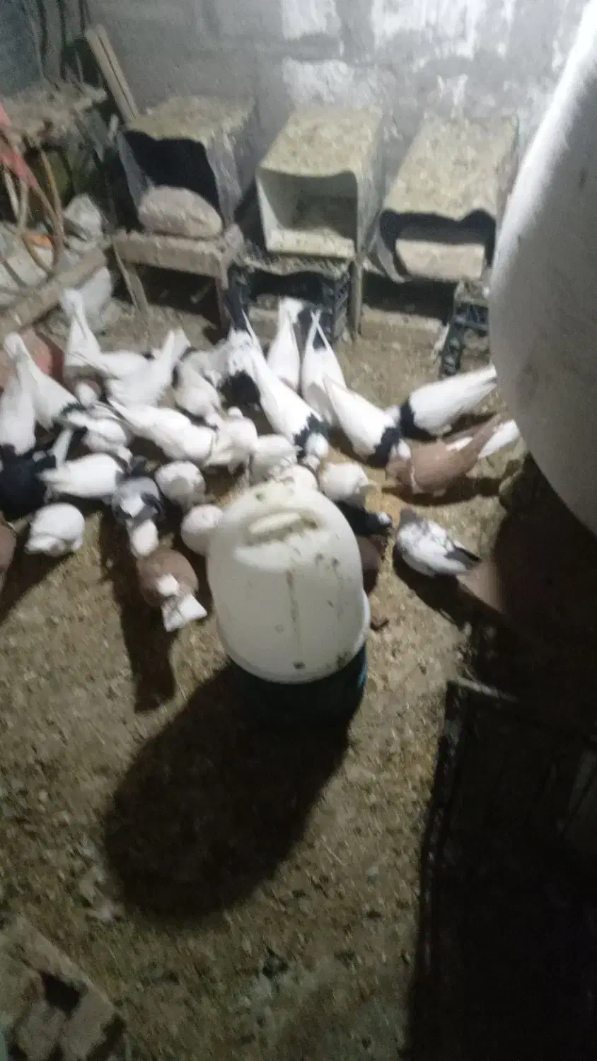 کفتر|پرنده|راور, |دیوار