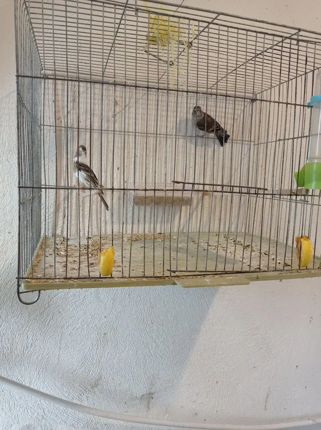 سهره قناری|پرنده|اردبیل, |دیوار