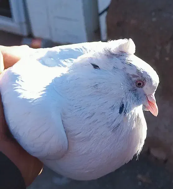 کبوتر|پرنده|بافت, |دیوار