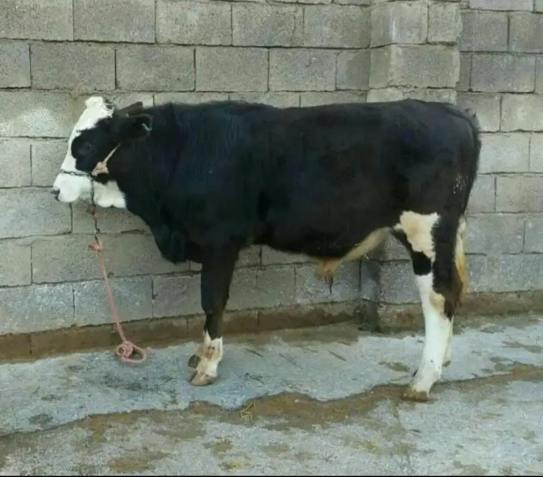 قصابی وذبح گوسفندوگوساله(قصاب سیار)|خدمات پذیرایی، مراسم|اردبیل, |دیوار