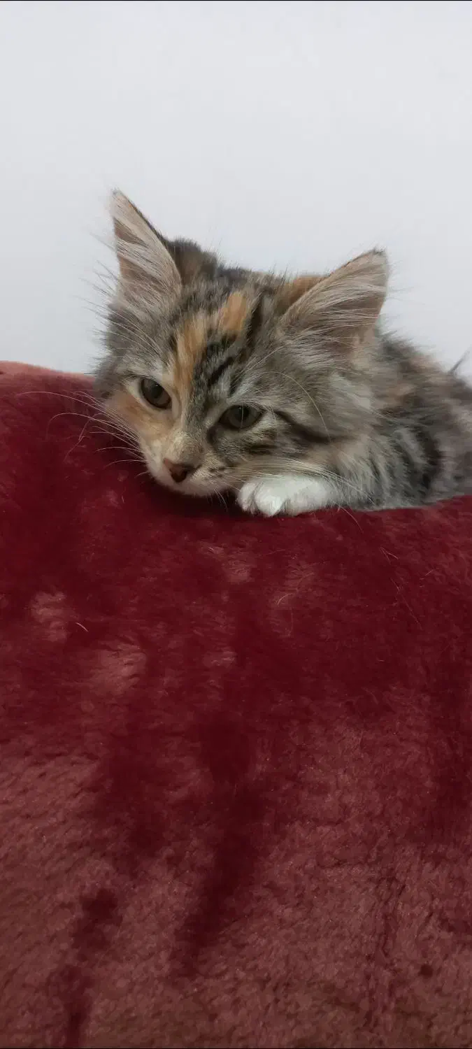 گربه|گربه|رشت, گلسار|دیوار