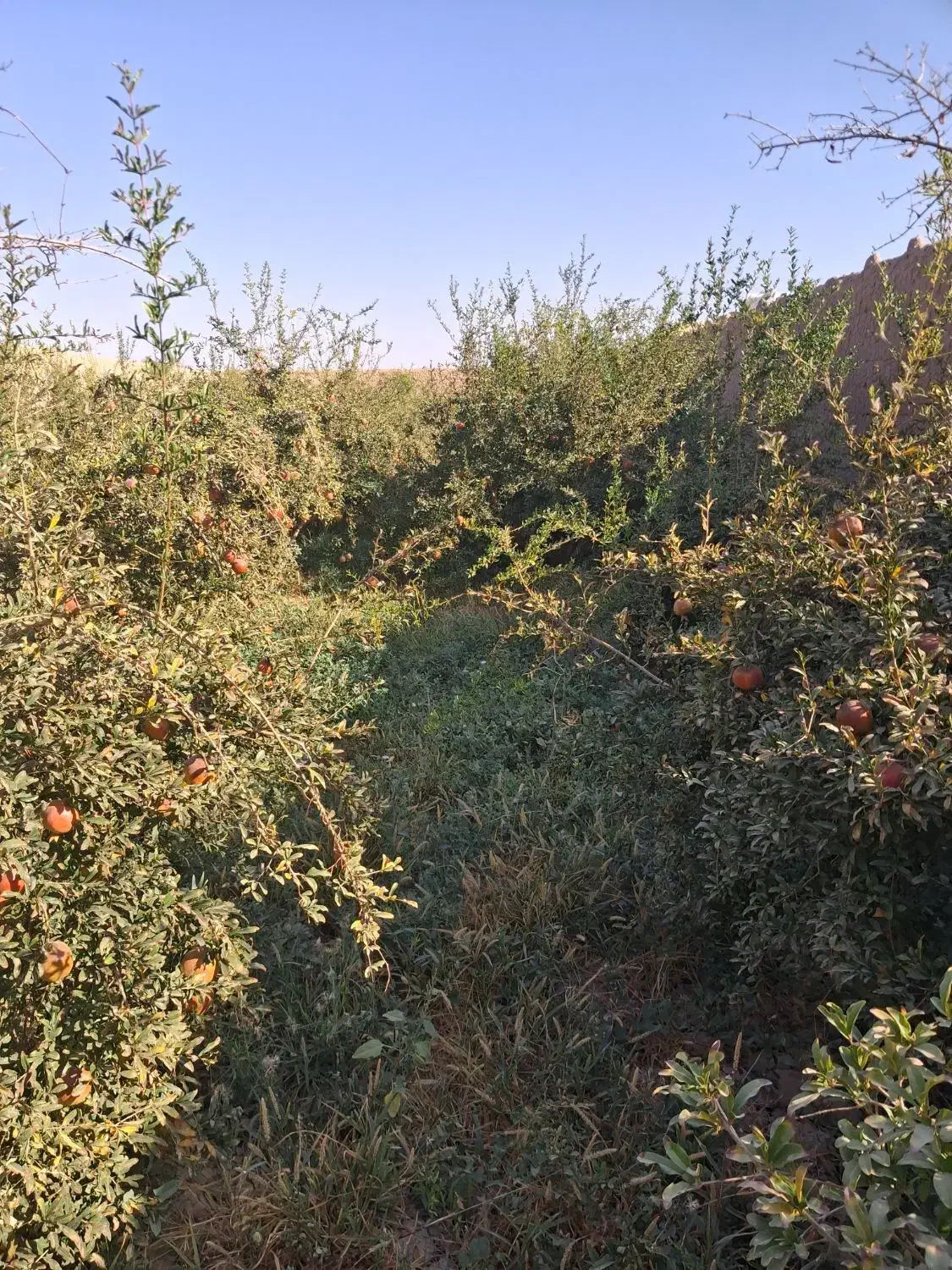 فروش انار|خوردنی و آشامیدنی|میبد, |دیوار