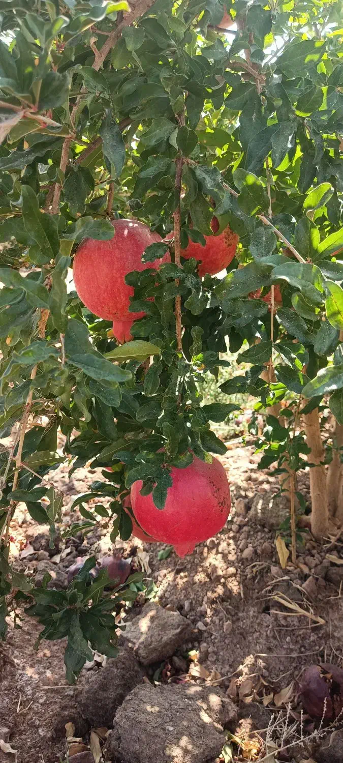 سرمایه آزاد دارید لازم دارم|خدمات مالی، حسابداری، بیمه|شهرضا, |دیوار