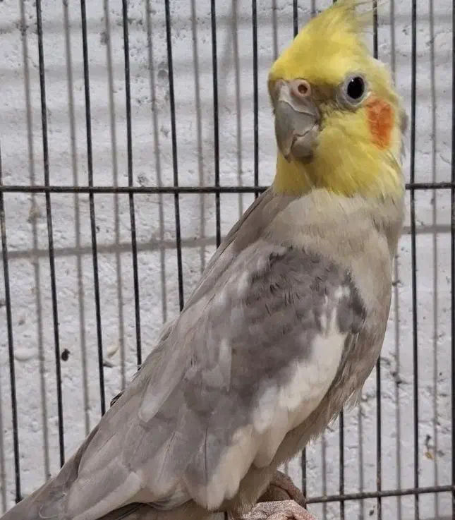 عروس هلندی|پرنده|رشت, تازه آباد|دیوار