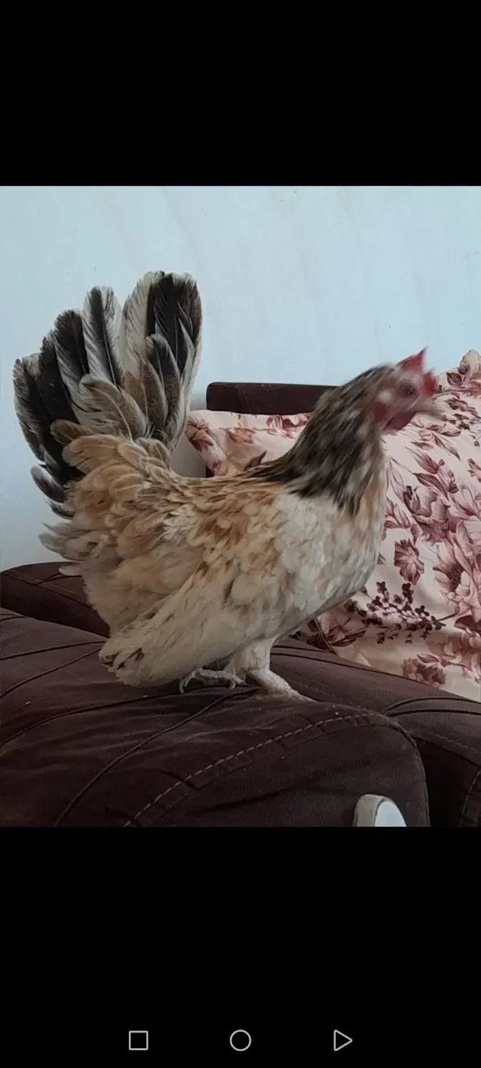 مرغ خروس مینیاتوری جاپنیز|حیوانات مزرعه|چهارباغ, |دیوار