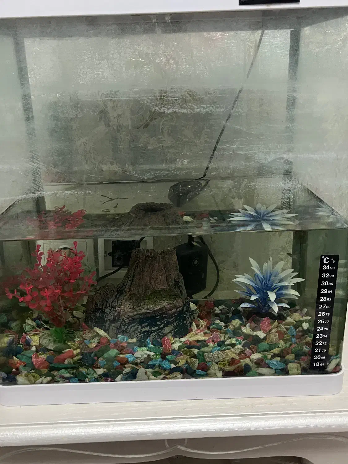 اکواریوم با ماهی گوپی|ماهی|تبریز, |دیوار