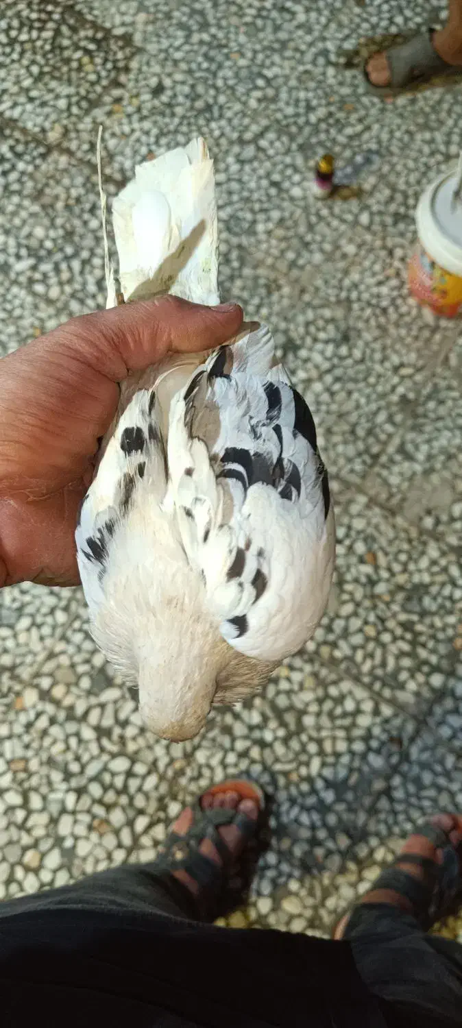 کبوتر|پرنده|بندرلنگه, |دیوار