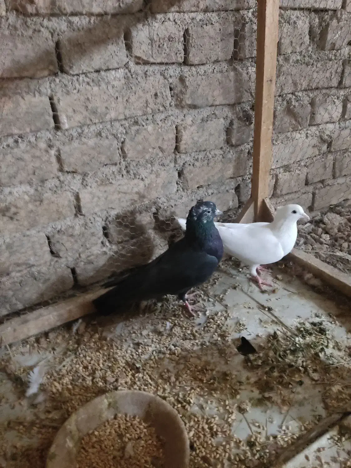 کفتر|پرنده|اردکان, |دیوار