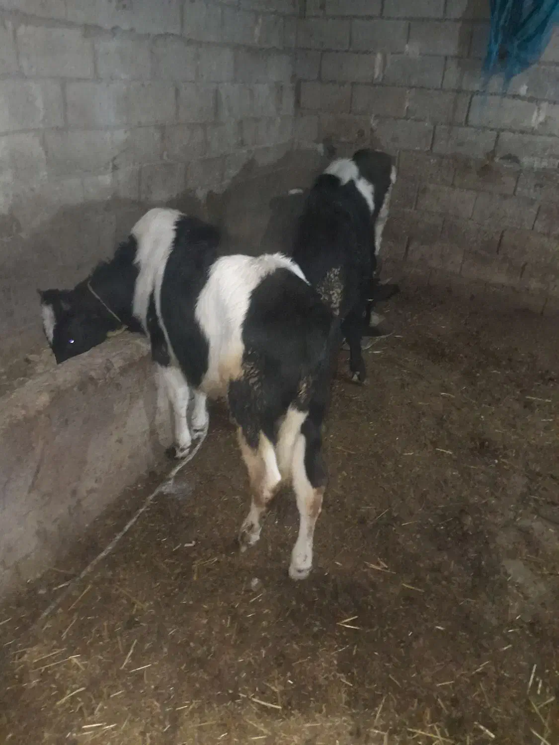 گاو گوساله نر محلی ۵عدد|حیوانات مزرعه|اردبیل, |دیوار