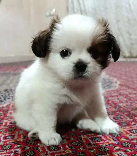 سگ . پاکوتاه .( پیکینز)|سگ|کرمانشاه, |دیوار