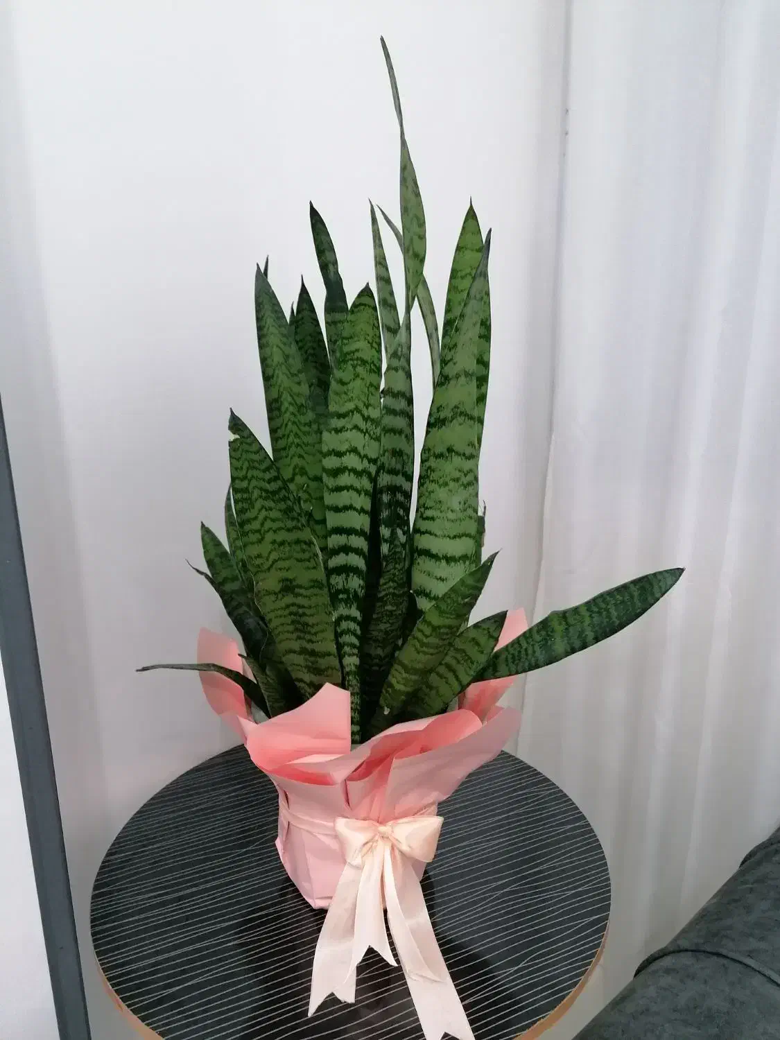 گل سانسوریا|گل و گیاه طبیعی|لنجان, |دیوار