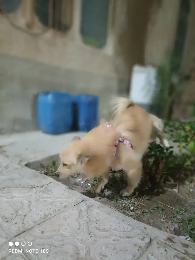 واگذاری سگ اشپیتز پامر|سگ|شیراز, قلات|دیوار