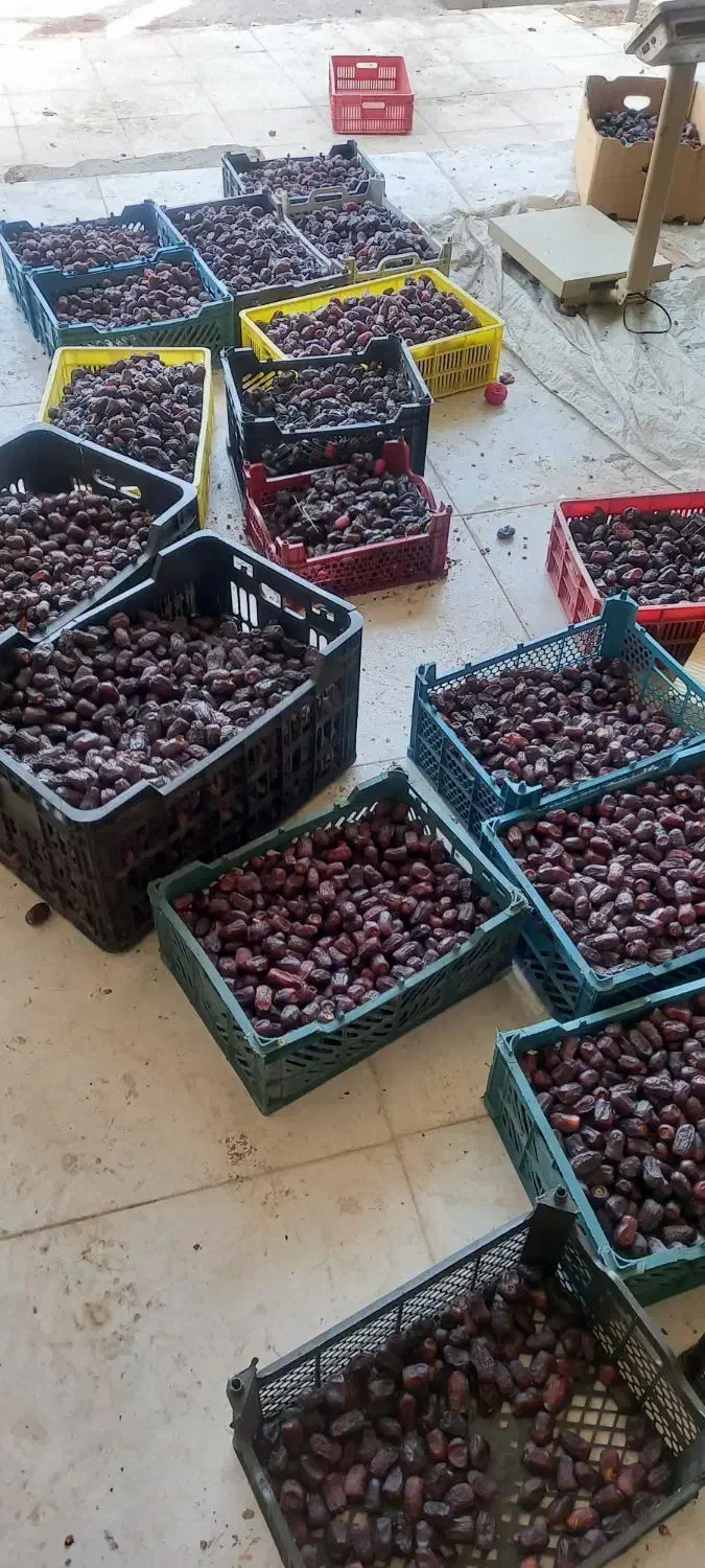 رطب خرما صادراتی لوکس|خوردنی و آشامیدنی|مشهد, شهرک مهر آباد|دیوار