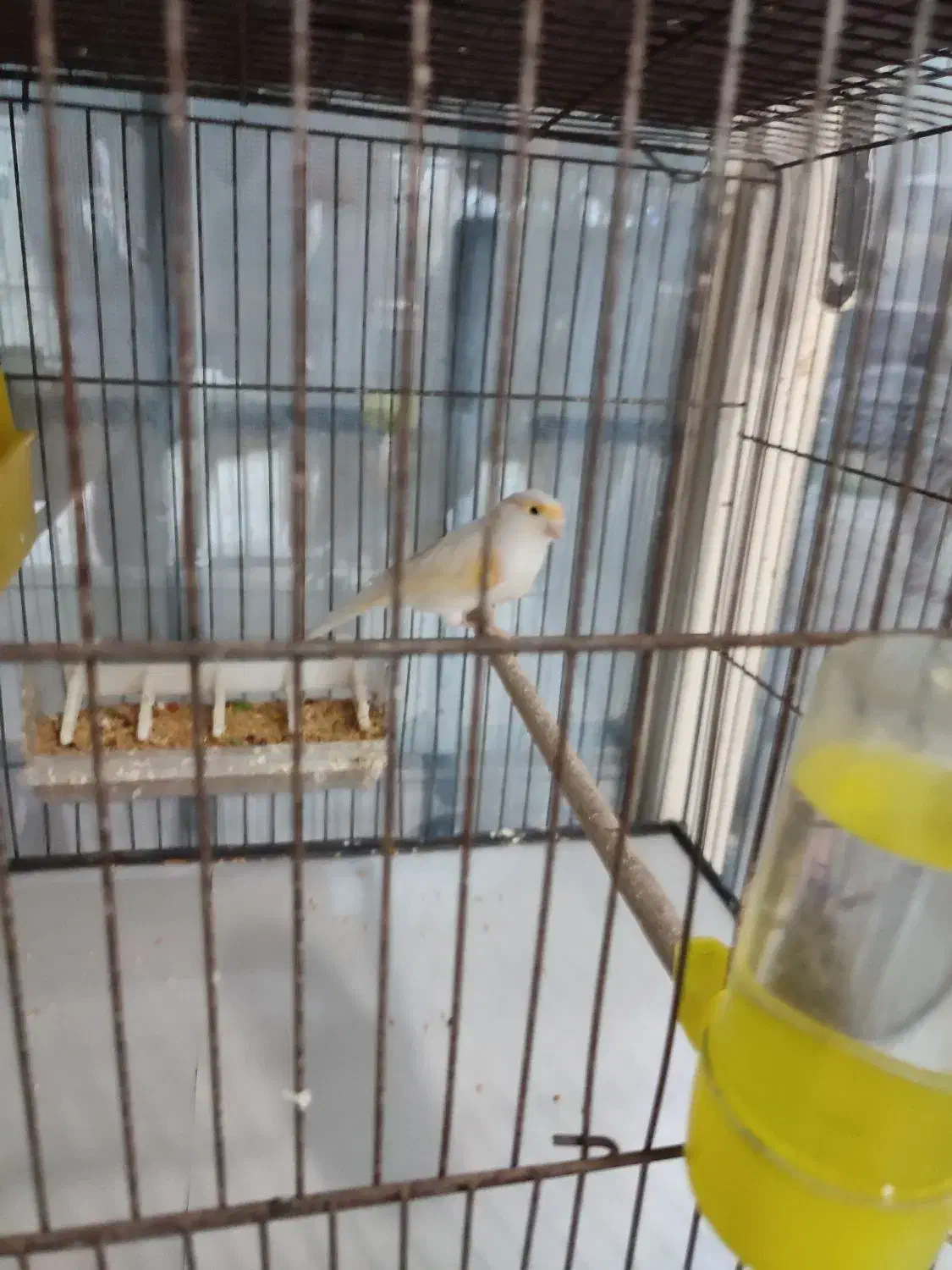 عروس هلندی .قناری.کوتوله برزلی|پرنده|بندرعباس, |دیوار