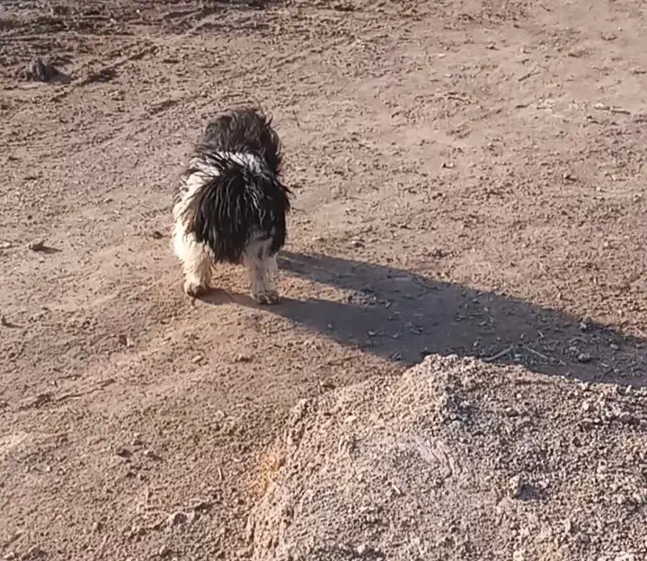 سگ شیتزو|سگ|نیشابور, دهنو|دیوار