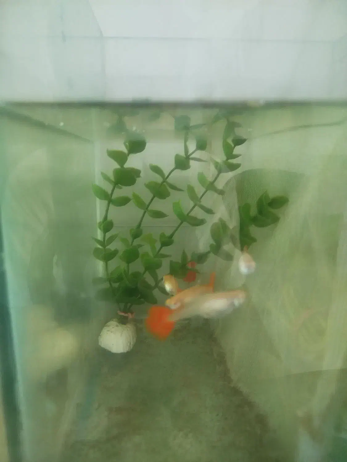 بچه ماهی پلاتی خونی و ماهی گوپی فول رد بزرگ|ماهی|تویسرکان, |دیوار