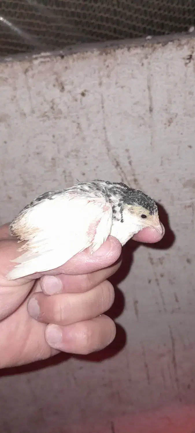 بلدرچین مینیاتوری|حیوانات مزرعه|رودسر, |دیوار