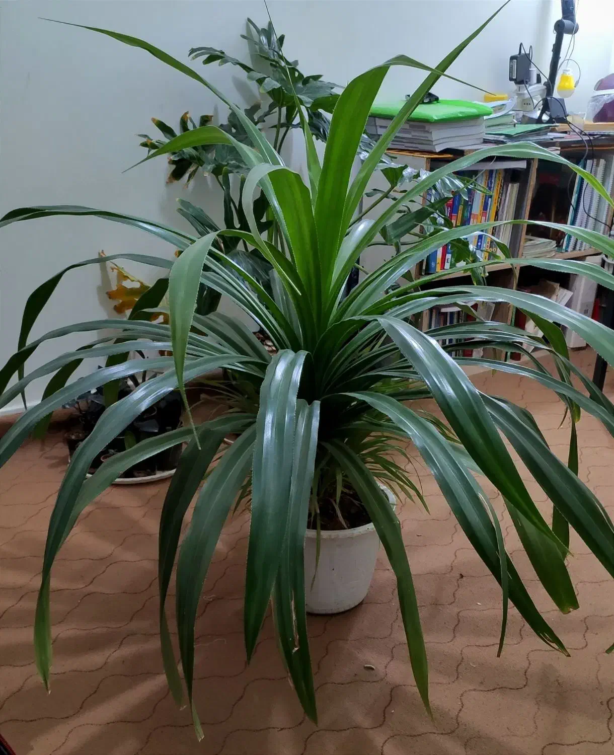 پاندانوس بزرگ|گل و گیاه طبیعی|مشهد, سجادیه|دیوار