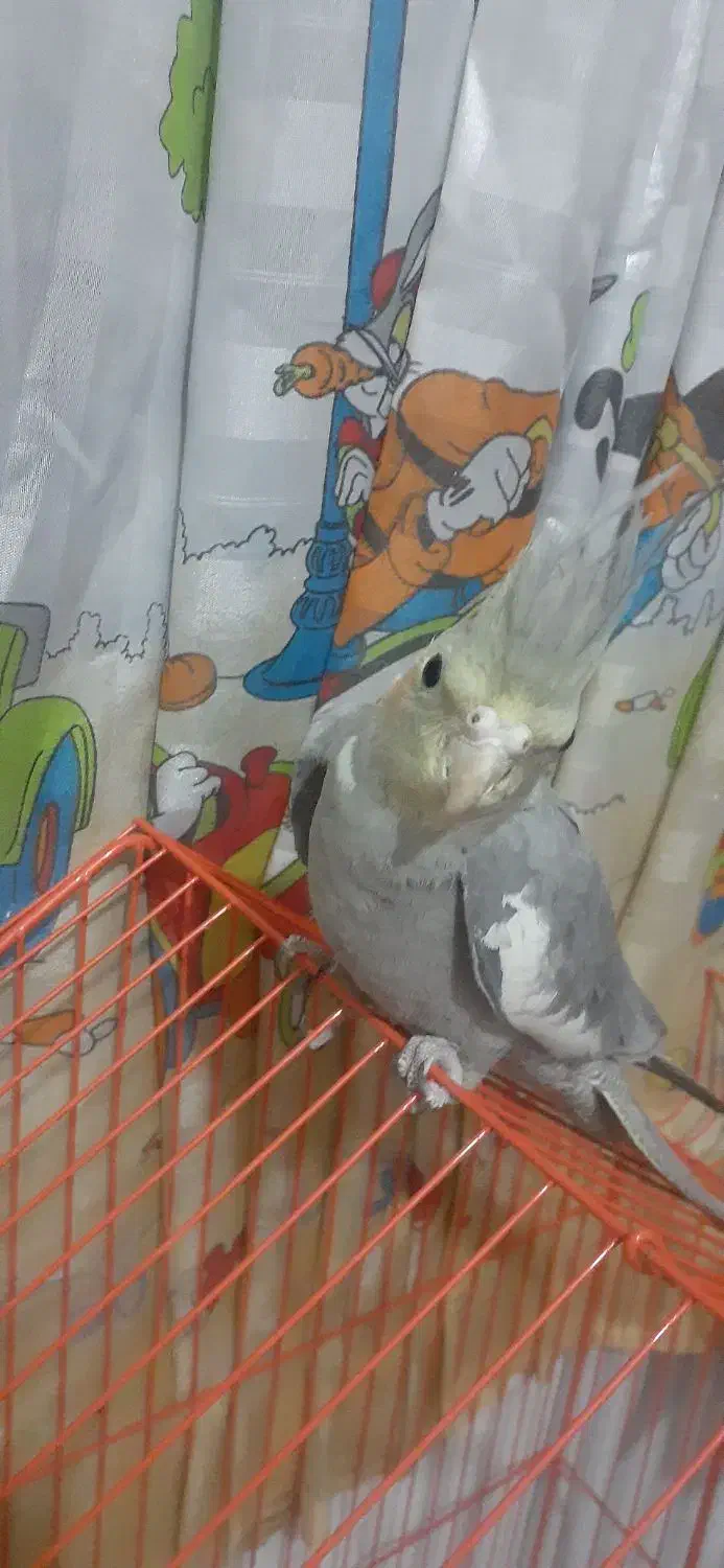 جفت عروس هلندی|پرنده|شیراز, شهرک رضوان|دیوار