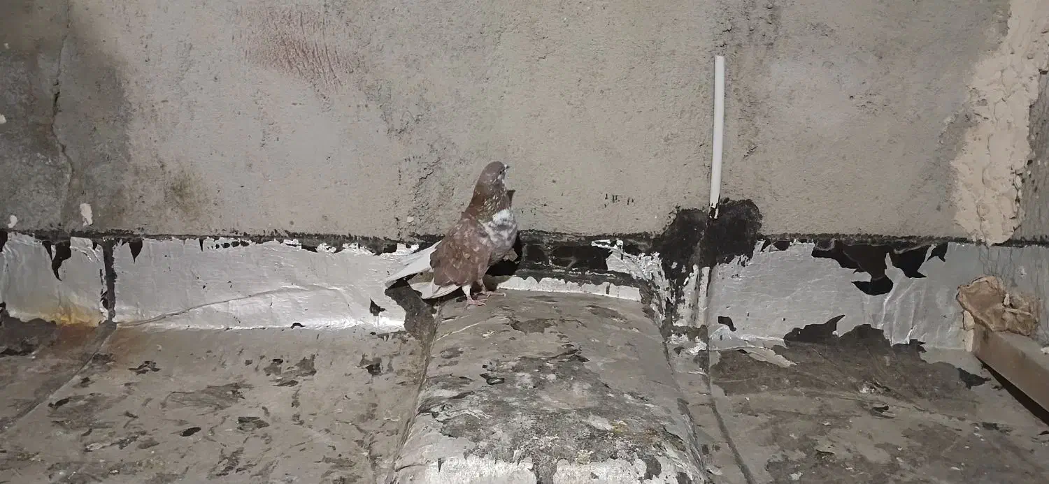 کبوتر|پرنده|تبریز, |دیوار