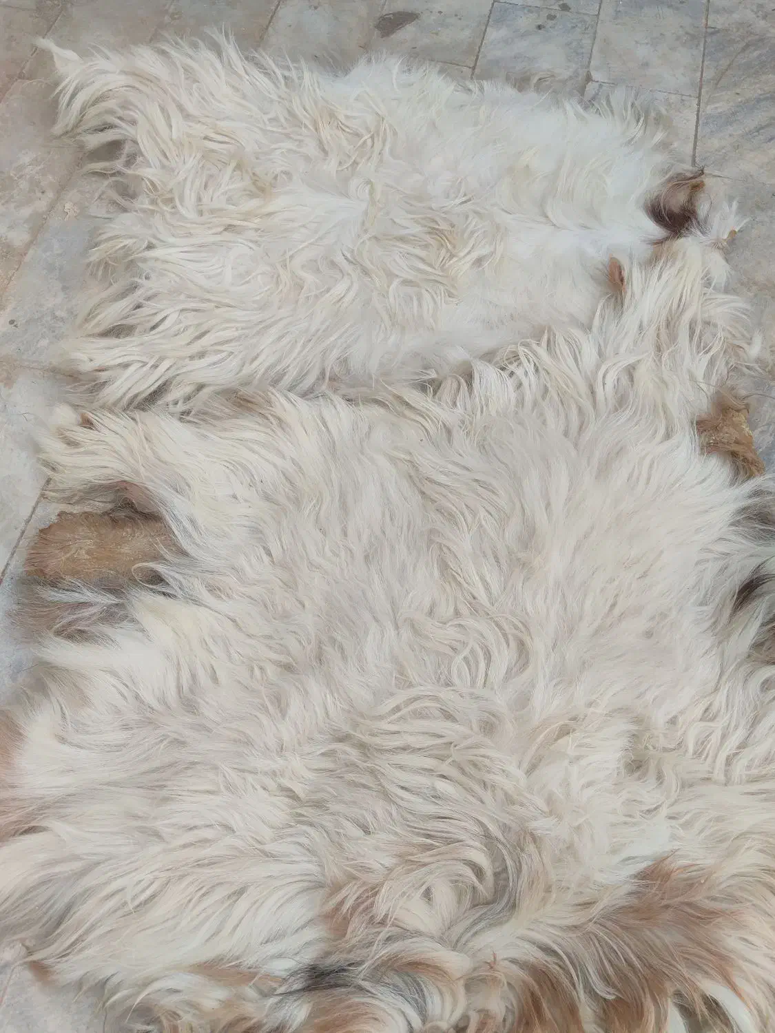 پوست گوسفند|صنایع دستی و سایر لوازم تزئینی|گناباد, |دیوار