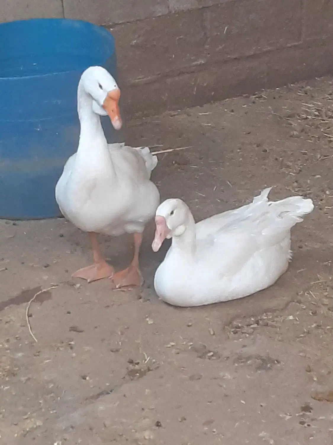 تخم غو غاز|حیوانات مزرعه|چمران, |دیوار