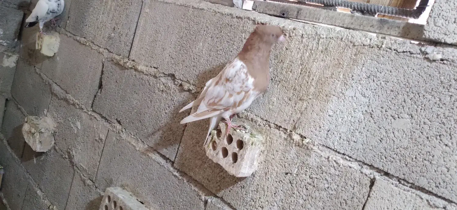 کله ای زاغ و طوقی|پرنده|مسجد سلیمان, |دیوار