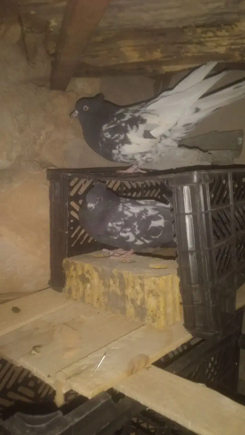 خریدوفروش انواع پرنده|پرنده|پاتاوه, |دیوار